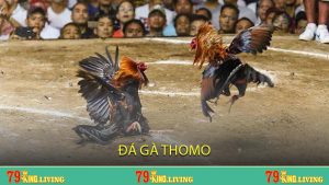 Đá gà Thomo