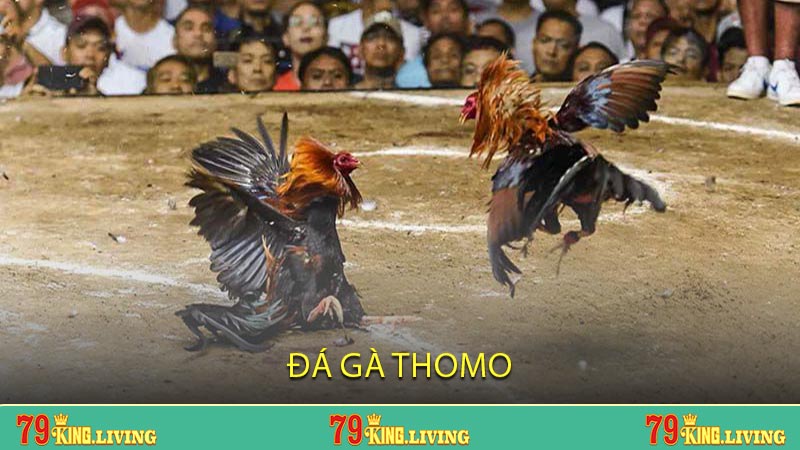 Đá gà Thomo