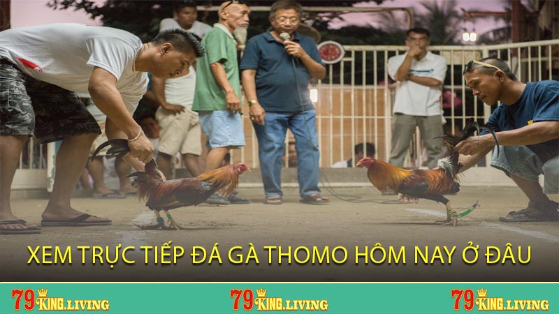 Xem trực tiếp đá gà Thomo hôm nay ở đâu